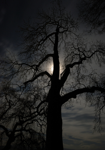 Moon-Tree-02A.jpg (110755 bytes)
